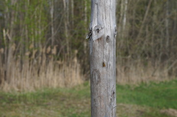 a wasp sits on a tree
