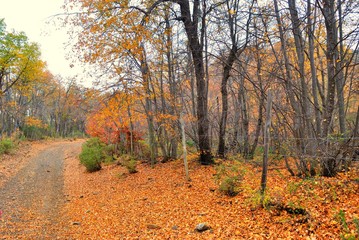 Obraz premium Parque Altos de Lircay