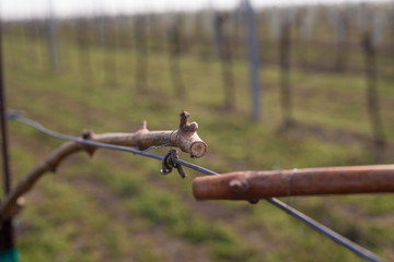Closeup of a grape vine in early spring. Grapvine in vineyard