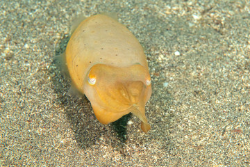Broadclub Cuttlefish (Sepia Latimanus) moving on sea bottom of Bali, Indonesia