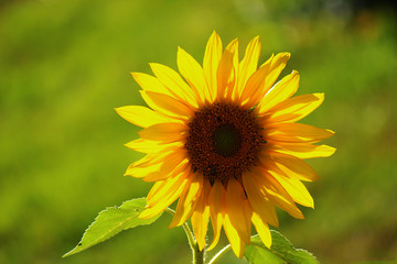 sunflower in field