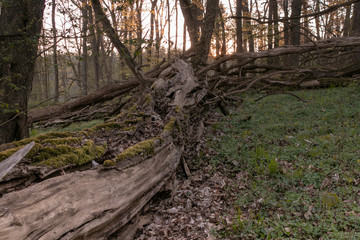 Lebensraum Totholz im Müritz Nationalpark