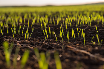 New shoots of a wheat field at sunset. Young barley plants in spring