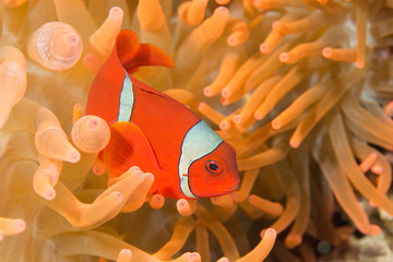 Clownfish among sea anemone tentacles