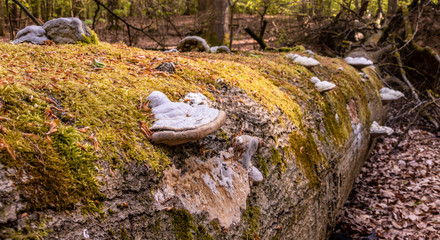 Lebensraum Totholz mit Moos und Pilzen auf einem Baumstamm im Müritz Nationalpark