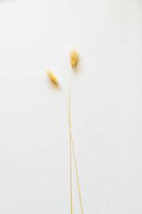 Dry color grass flower for interior decoration. Studio shot and isolated on white background. Dry yellow lagurus