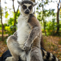 Lemur in wild at tropical park.