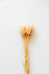 Dry color grass flower for interior decoration. Studio shot and isolated on white background. Dry yellow lagurus