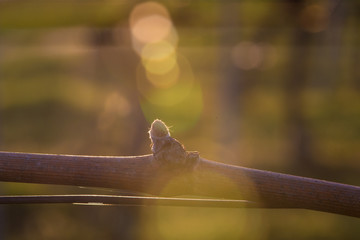 Young grapevine in the vineyard during the sunset. Agriculture in spring. Sun kissed