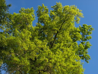 Feuillage de printemps