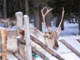 reindeer farm, Finland © Natalia