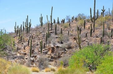 Saguaro National Park is a United States national park in Pima County Tucson in southeastern...