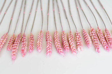 Beautiful bouquet of dry wheat ears. Triticum aestivum. Close-up of the group of decorative ripened cereal spikes. Idea of farming, agronomy or gluten allergy. Isolated on white background.