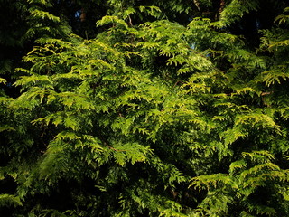 Feuillage de printemps