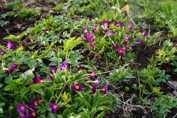 flowers in the garden
