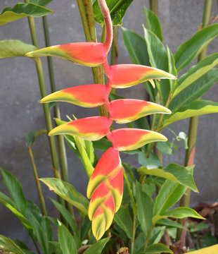 Platanillo (Heliconia bihai)
