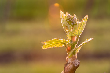 Young grapevine in the vineyard during the sunset. Agriculture in spring. Sun kissed