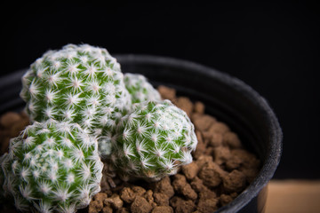 beautiful succulent , cactus