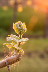 Young grapevine in the vineyard during the sunset. Agriculture in spring. Sun kissed