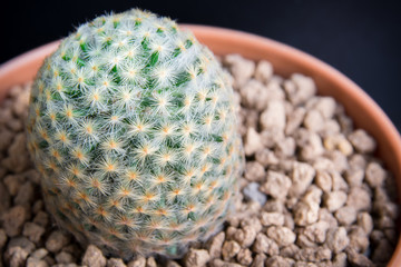 beautiful succulent , cactus