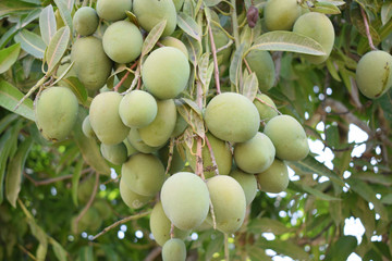 mangos, cosecha de mangos