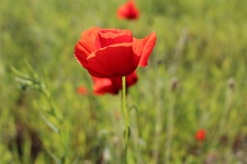 Obraz premium coquelicot