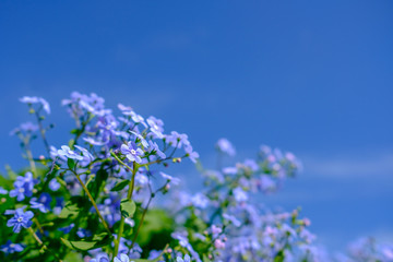 Violet flowers against the blue sky under the bright sun