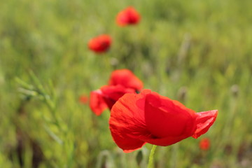 coquelicot