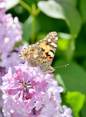 butterfly on a flower