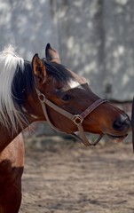 Portrait of a piebald stallion