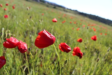 coquelicots au vent