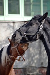 Obraz premium Friesian horse and piebald horse close-up