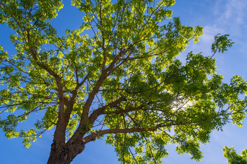 Obraz premium sun behind the tree and blue sky