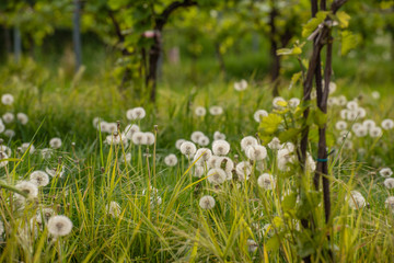 A field of faded dandelion flowers in the vineyards. Seeds of dandelion flower