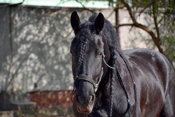 Fototapeta premium Portrait of black horse in spring