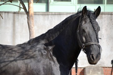 Friesian horse on a spring day