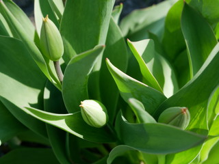 Obraz premium Macro of a closed bud of a tulips flowers. Spring has come