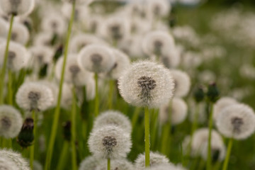 Close-up of a faded dandelion blossom. Seeds of dandelion flower