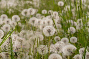 Close-up of a faded dandelion blossom. Seeds of dandelion flower