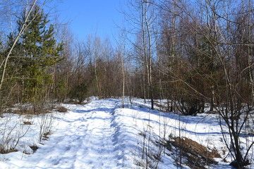 trees in the snow in early spring