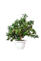 Indoor flower Crassula ovata var obliqua isolated