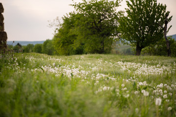 A field of faded dandelion flowers. Seeds of dandelion flower