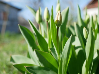 Obraz na płótnie Canvas Tulips bud. Spring has come