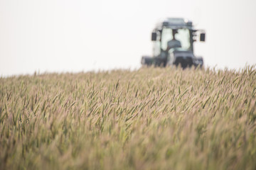 Blooming rye field with a tractor in the background