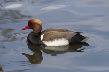 Male red-crested pochard (Netta rufina)