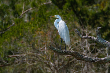 Egret