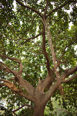 Árbol gigante 