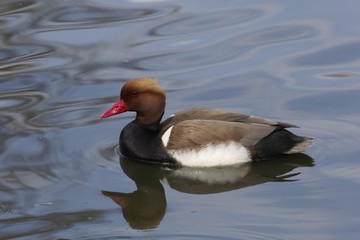 Male red-crested pochard (Netta rufina)
