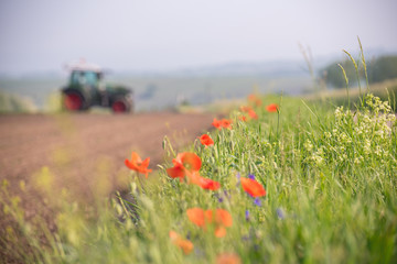 Red poppies on the edge of an uncultivated field field with a tractor in the background