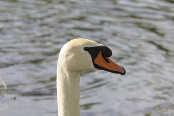 Portrait of a mute swan